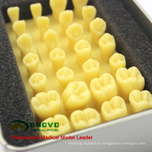 SELL 12574 Enlarge 1.2x Crown Carving Prepare Tooth Resin Teeth